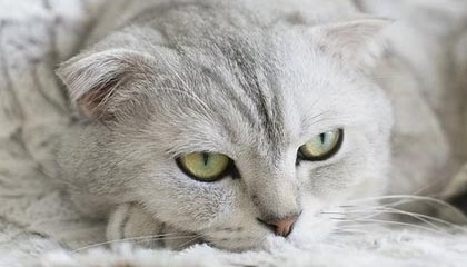 极速赛车官网-【欧冠】布雷思韦特2球 多名小将抢眼 巴萨4比0基辅