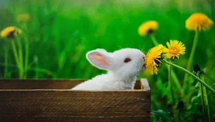 选秀之夜勇士悲喜交加 球队未来命运将在明日落定